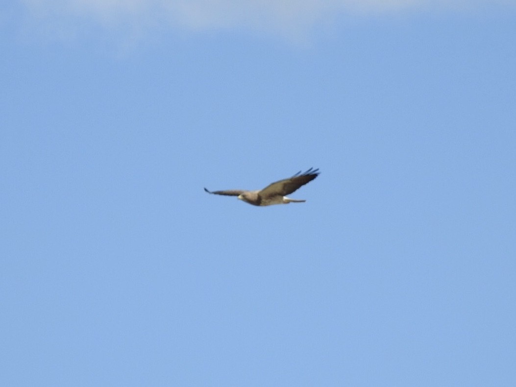 Swainson's Hawk - ML218833001