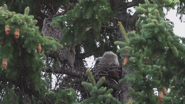 Great Horned Owl - ML218833961