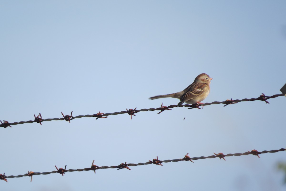 Field Sparrow - ML21883411