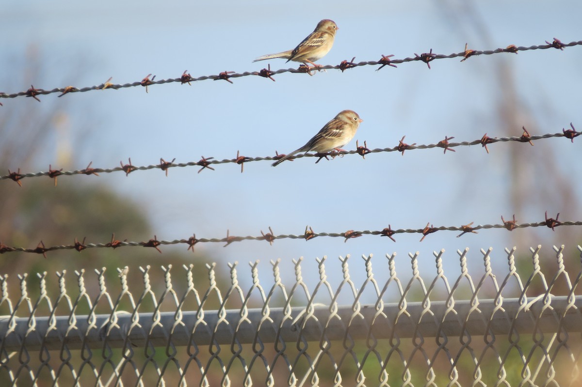 Field Sparrow - ML21883461