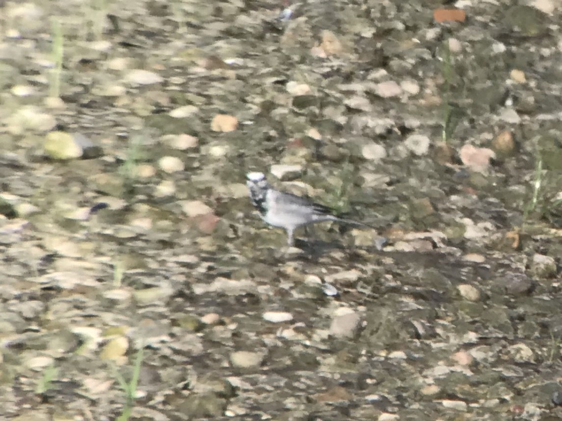 White Wagtail - ML218834631