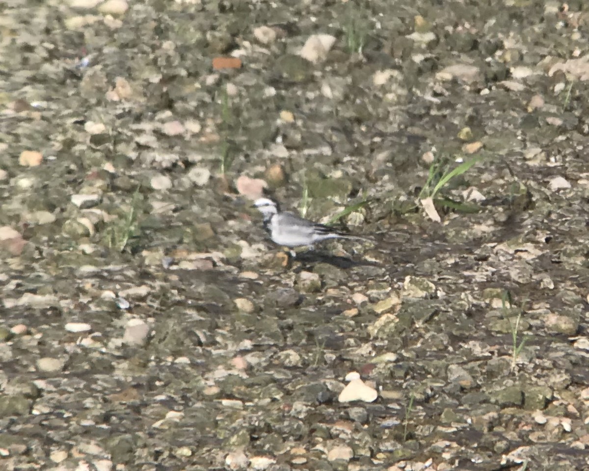 White Wagtail - ML218834641