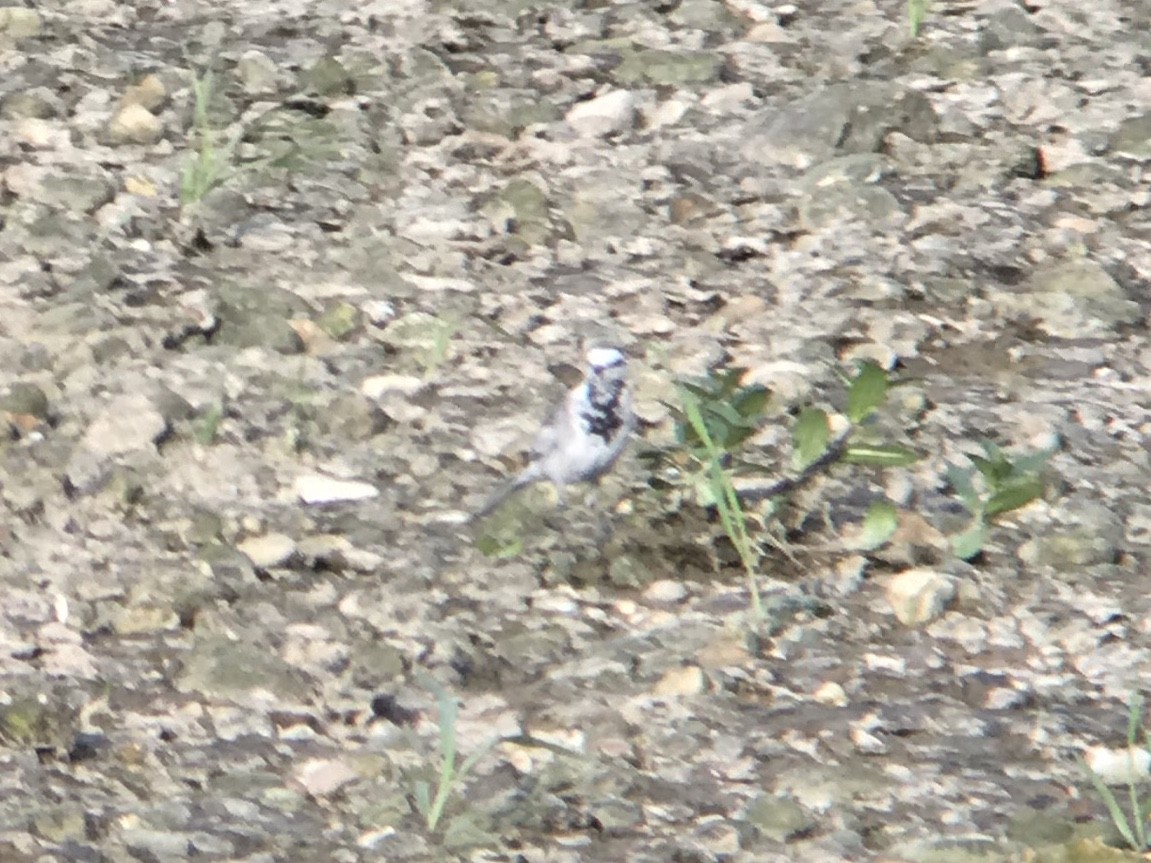 White Wagtail - ML218834651