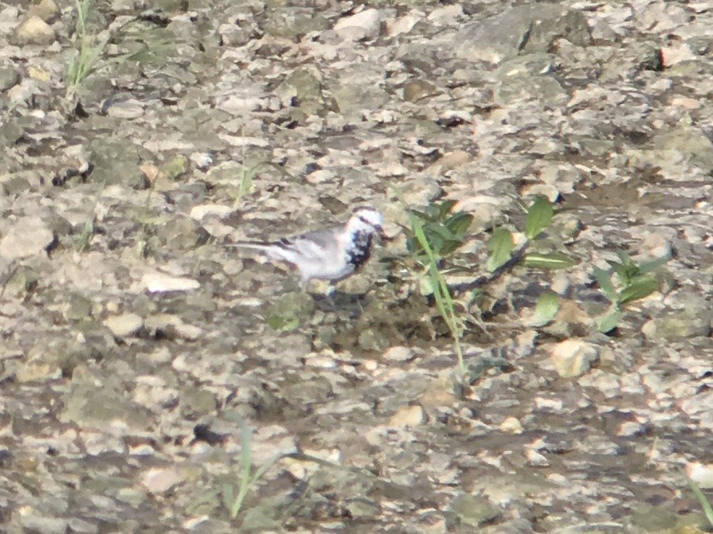 White Wagtail - ML218834661