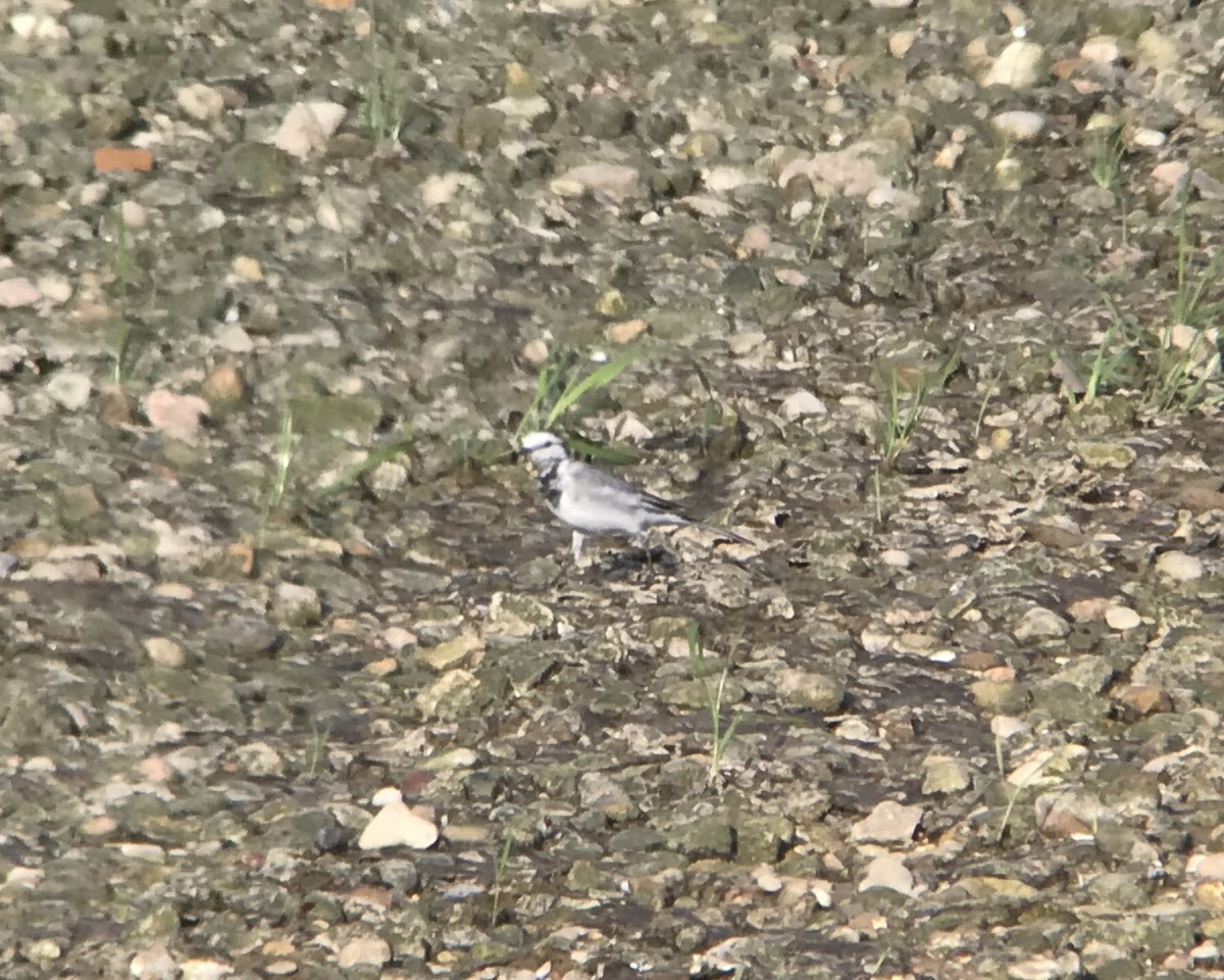 White Wagtail - ML218834691