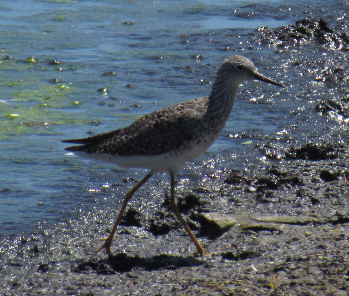 Lesser Yellowlegs - ML218835191