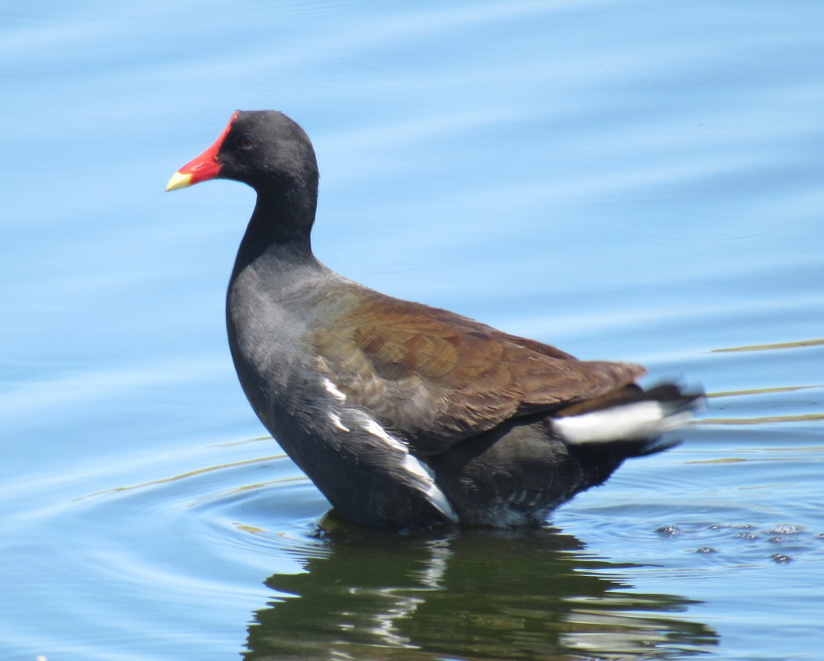 Gallinule d'Amérique - ML218836111