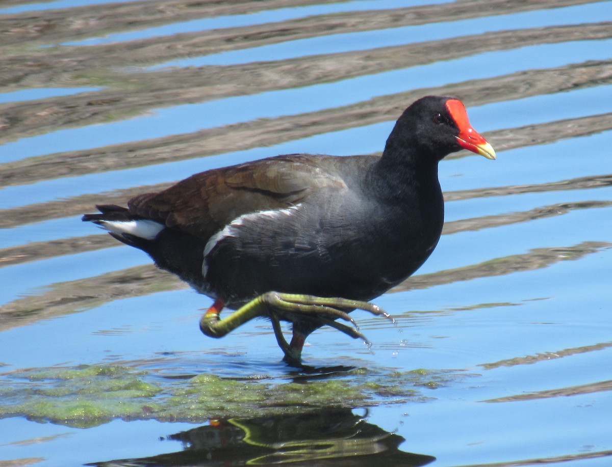 Common Gallinule - ML218836371