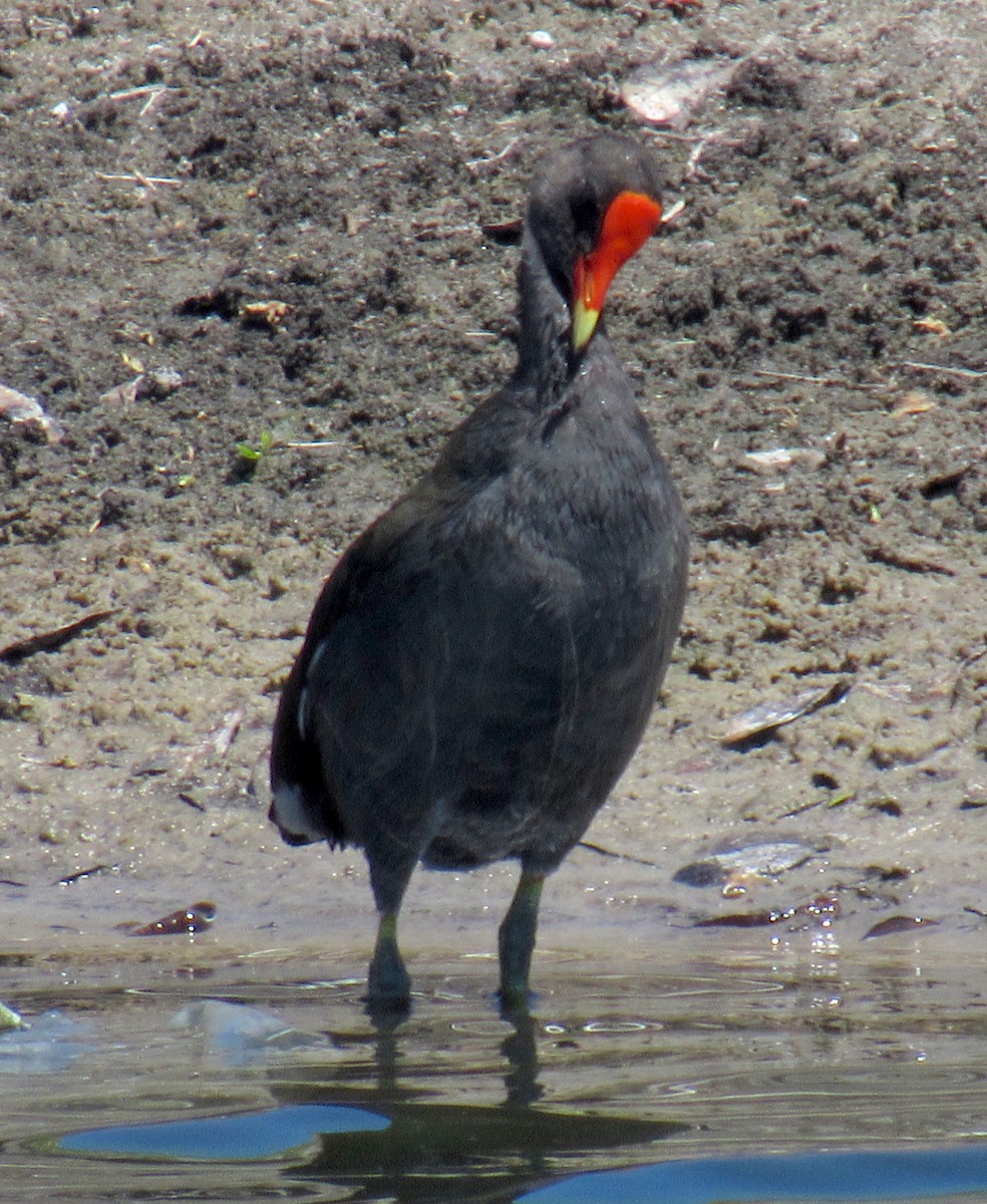 Gallinule d'Amérique - ML218836861