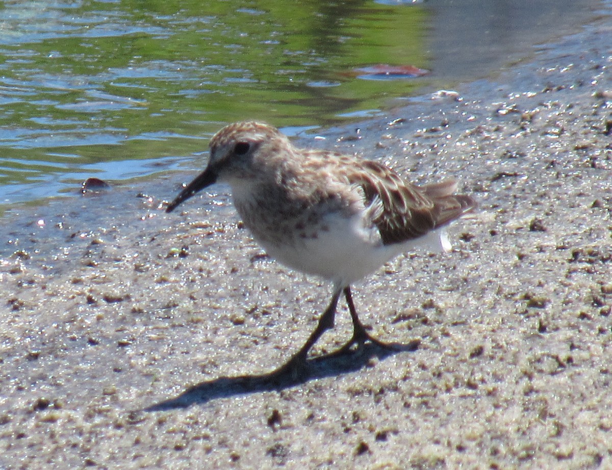 Least Sandpiper - ML218837191