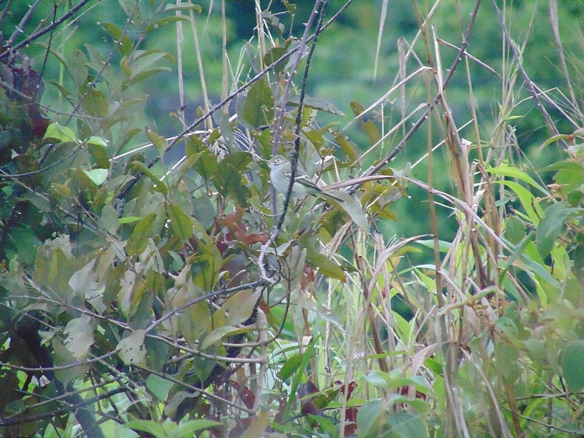 Small-billed Elaenia - ML218837531