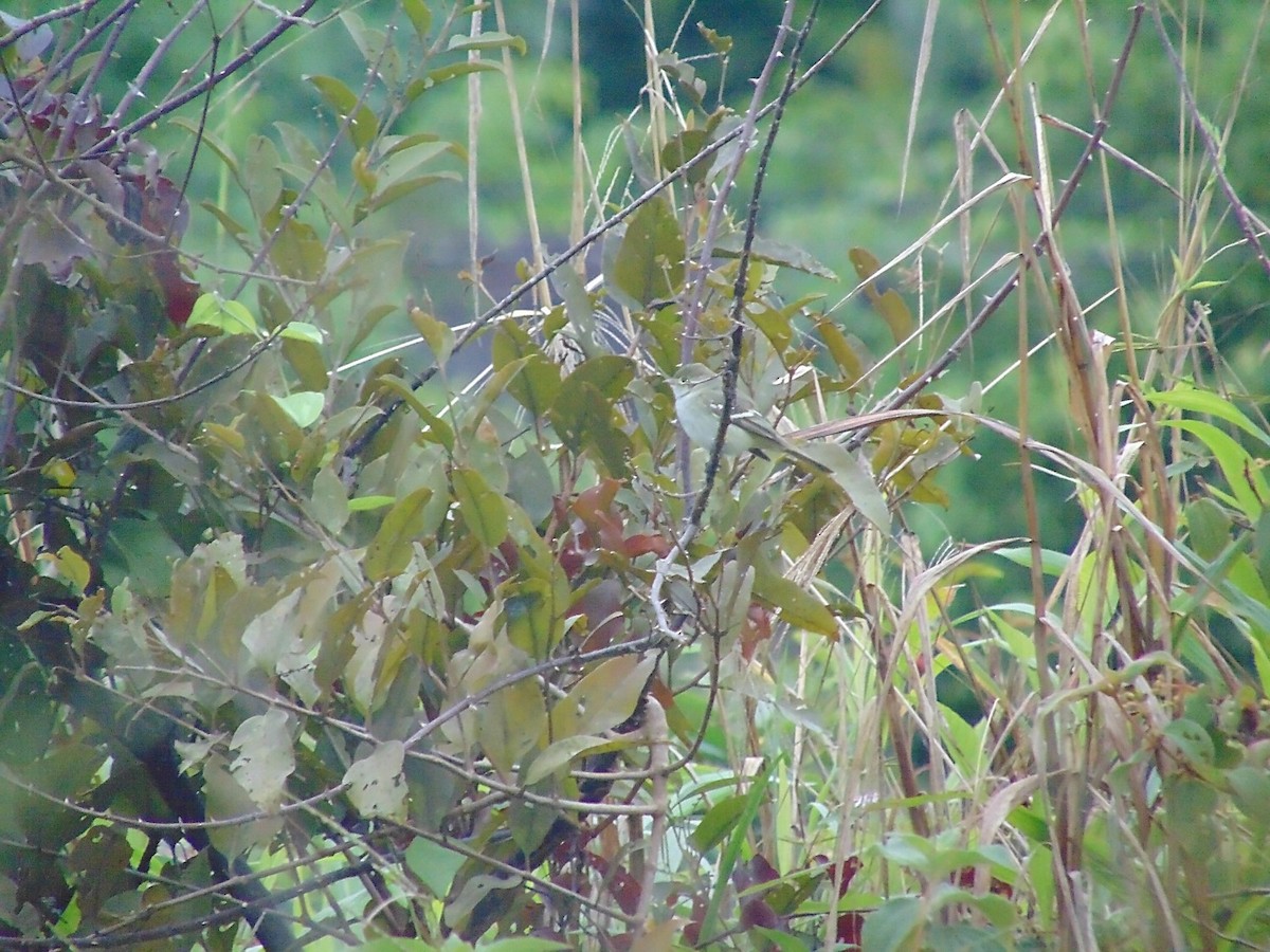 Small-billed Elaenia - ML218837581