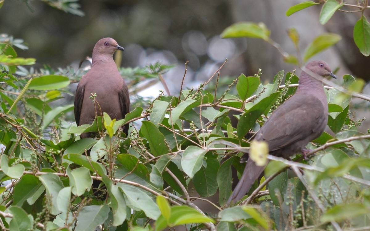 Ruddy Pigeon - ML218838421