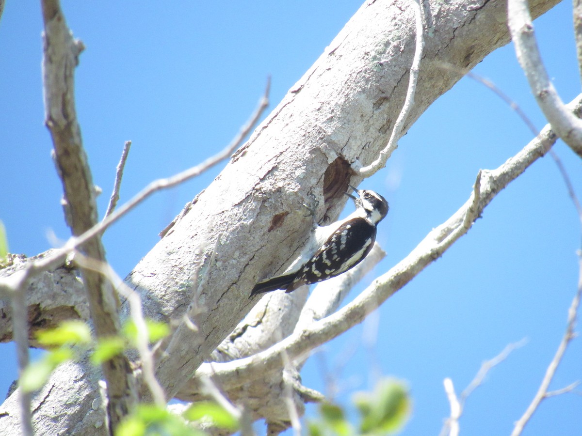 Downy Woodpecker - ML218838621