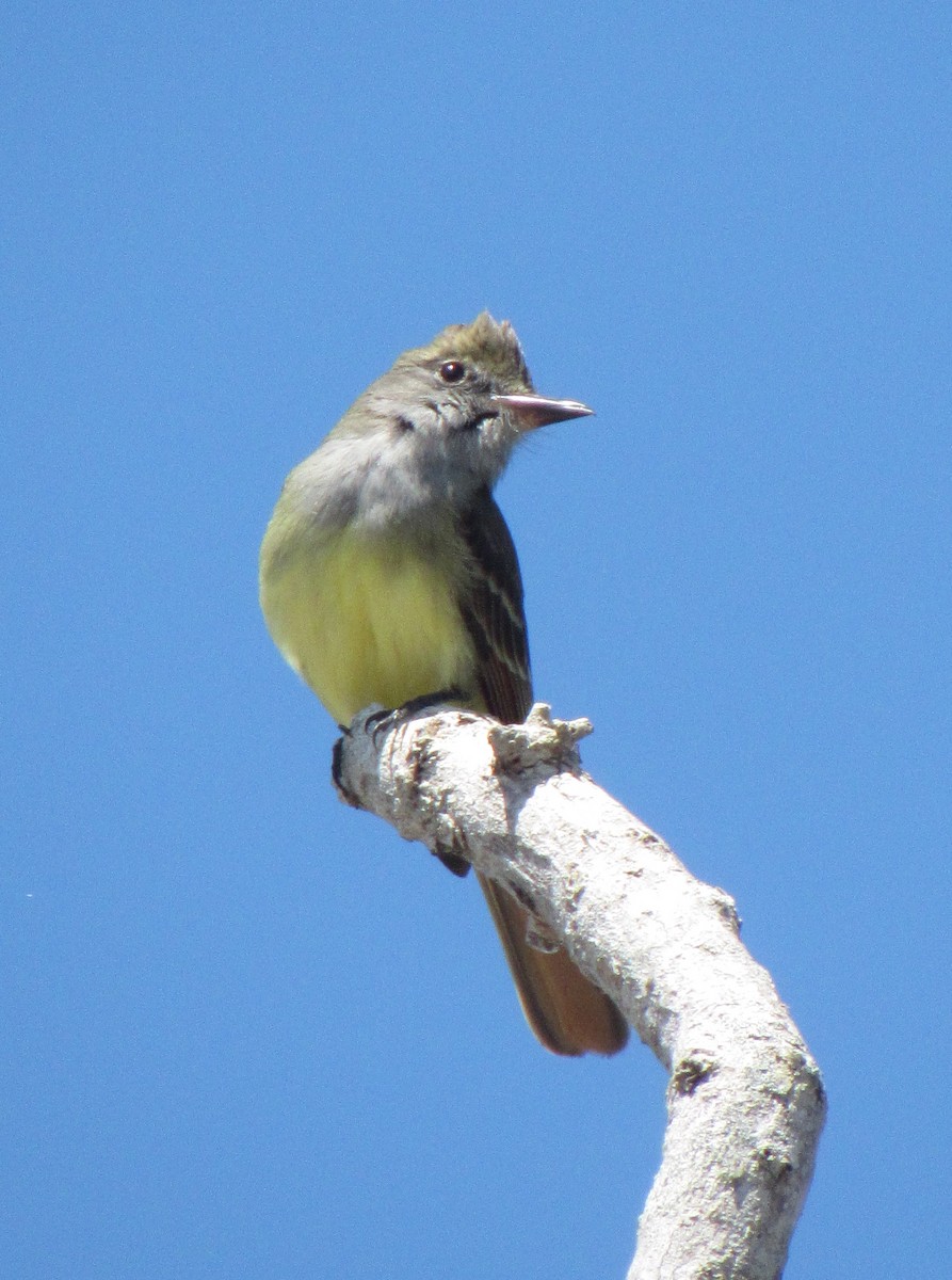 Great Crested Flycatcher - Jenna Atma