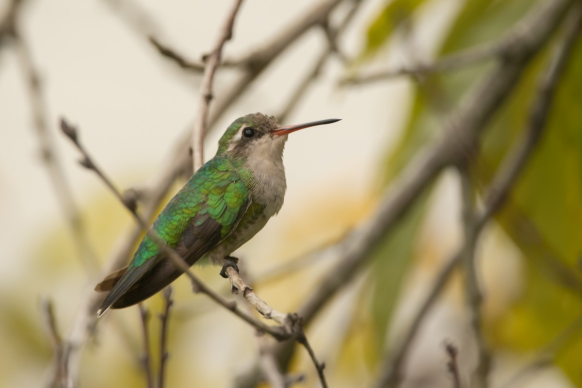 Glittering-bellied Emerald - ML218839611