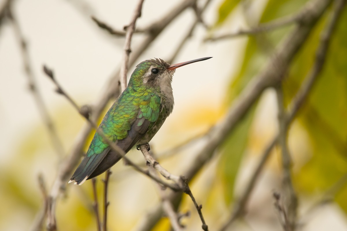 Glittering-bellied Emerald - Pablo Re