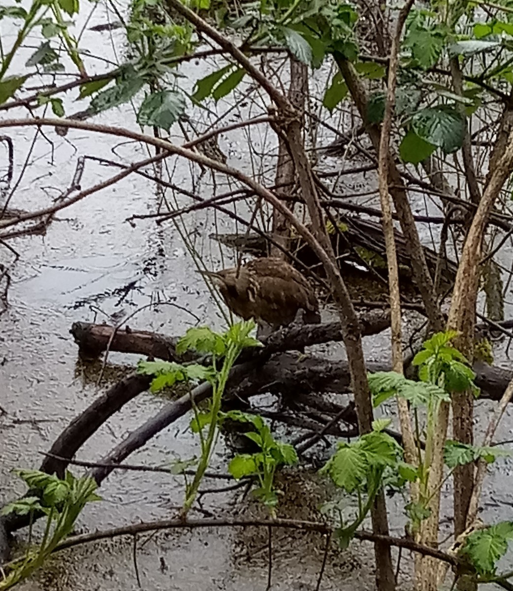 American Bittern - ML218840411