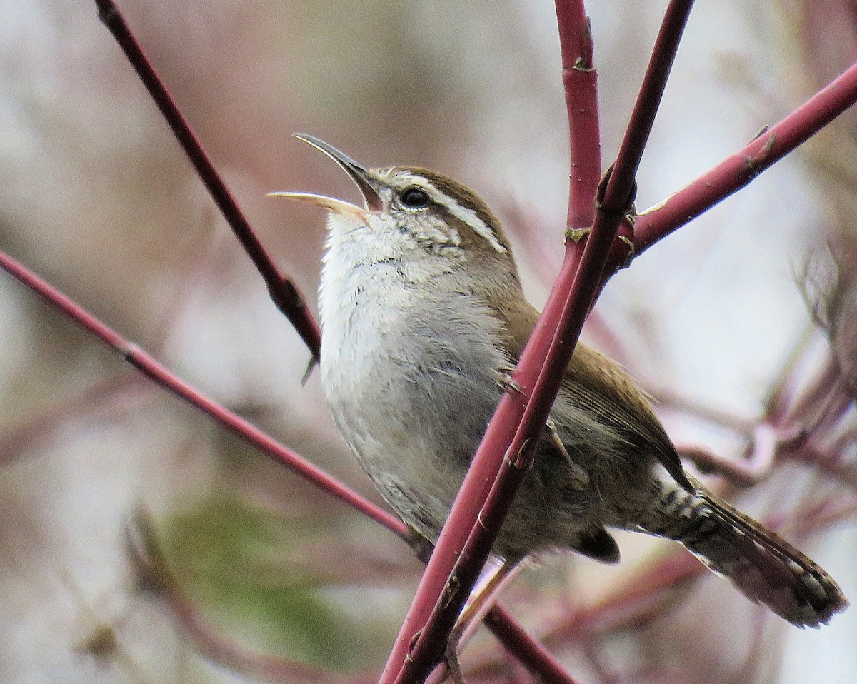 Bewick's Wren - ML218841051