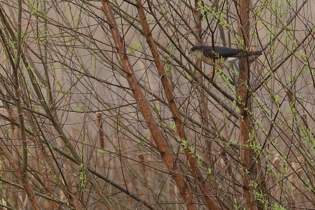 Sharp-shinned Hawk (Northern) - Rob Bielawski