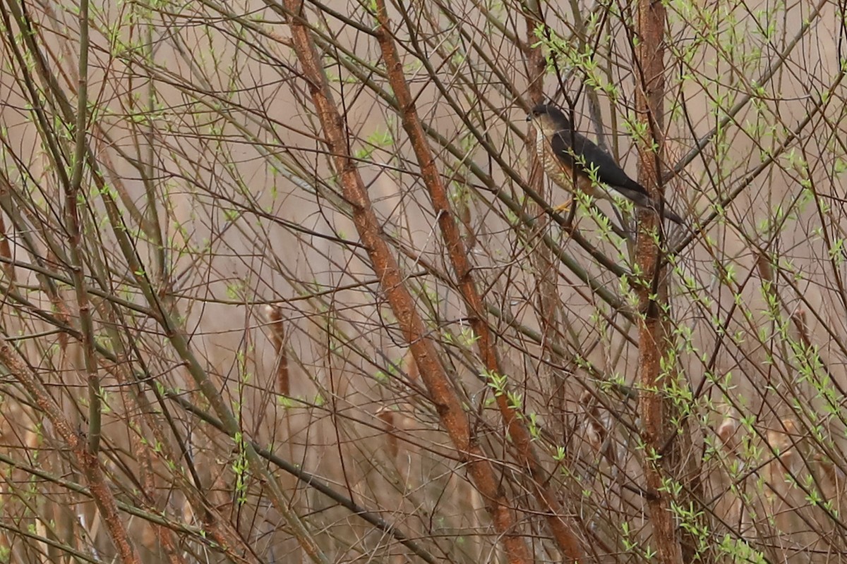 Sharp-shinned Hawk (Northern) - ML218842271