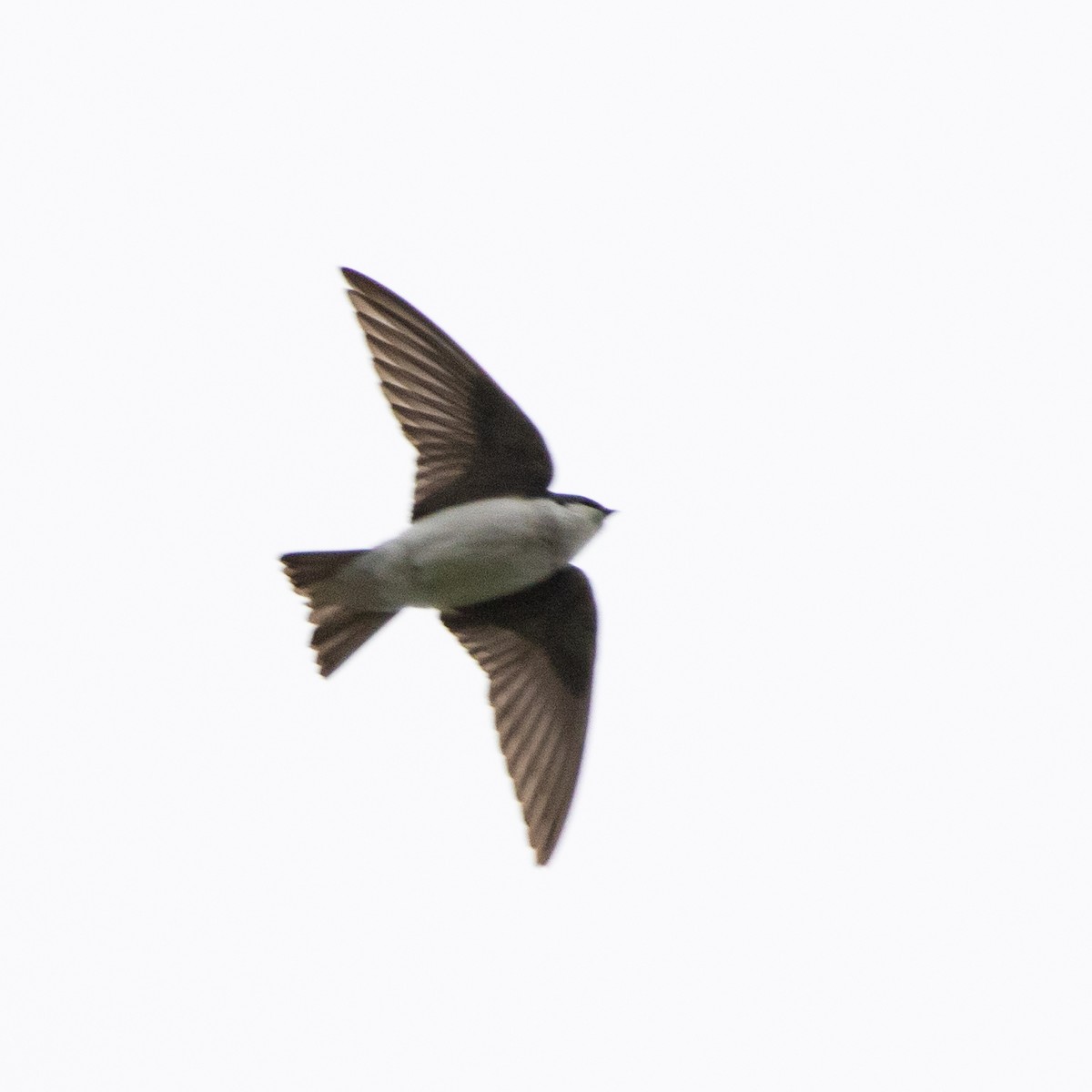 Tree Swallow - ML218843011