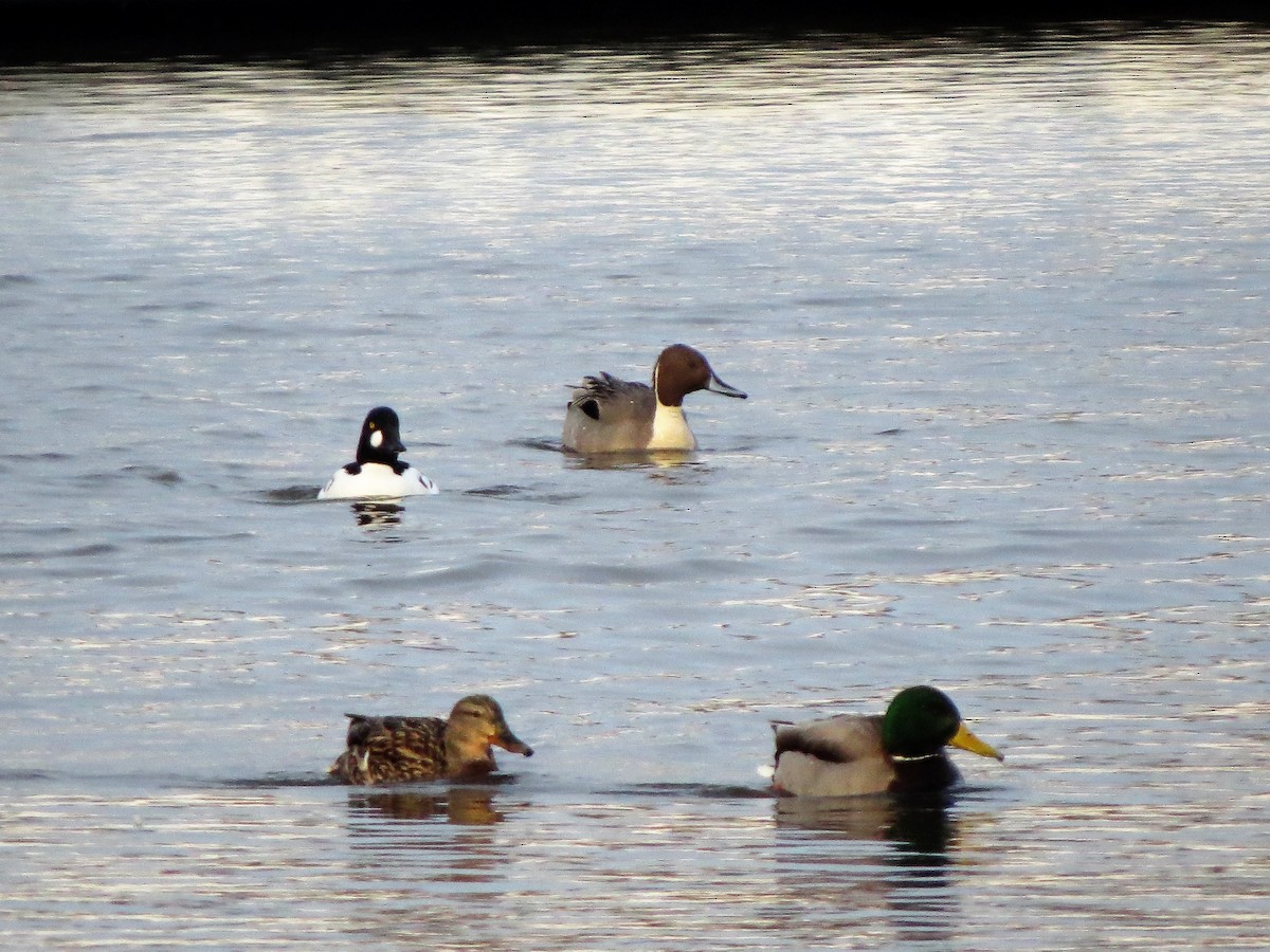 Northern Pintail - ML218843891