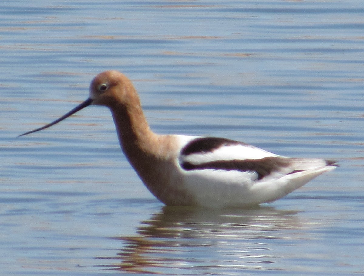 American Avocet - ML218844121