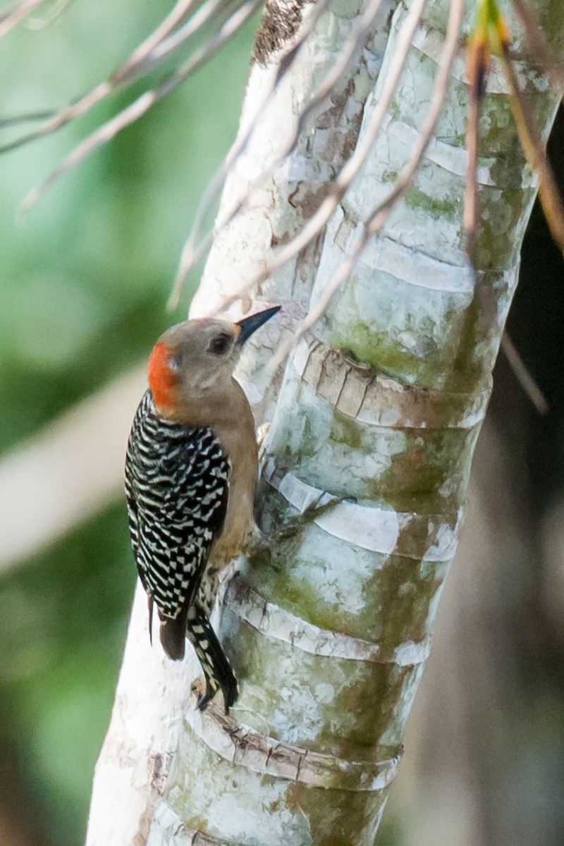 Red-crowned Woodpecker - ML218846441