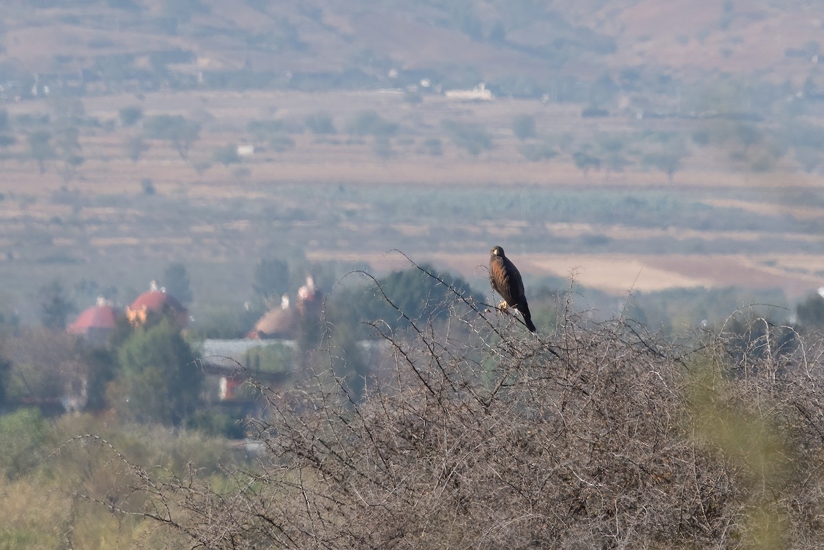 Harris's Hawk - ML218847451