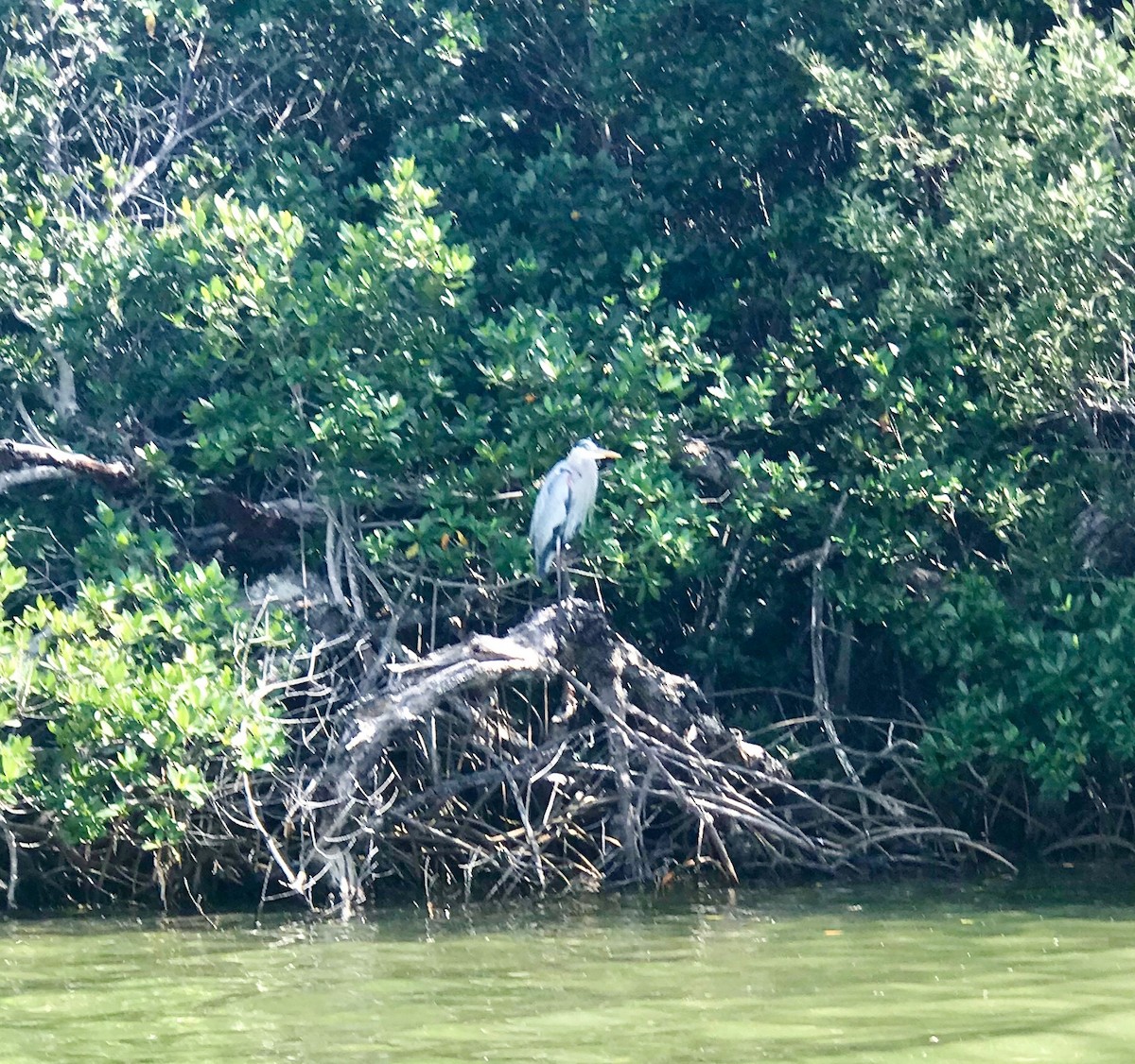 Great Blue Heron - ML218849701