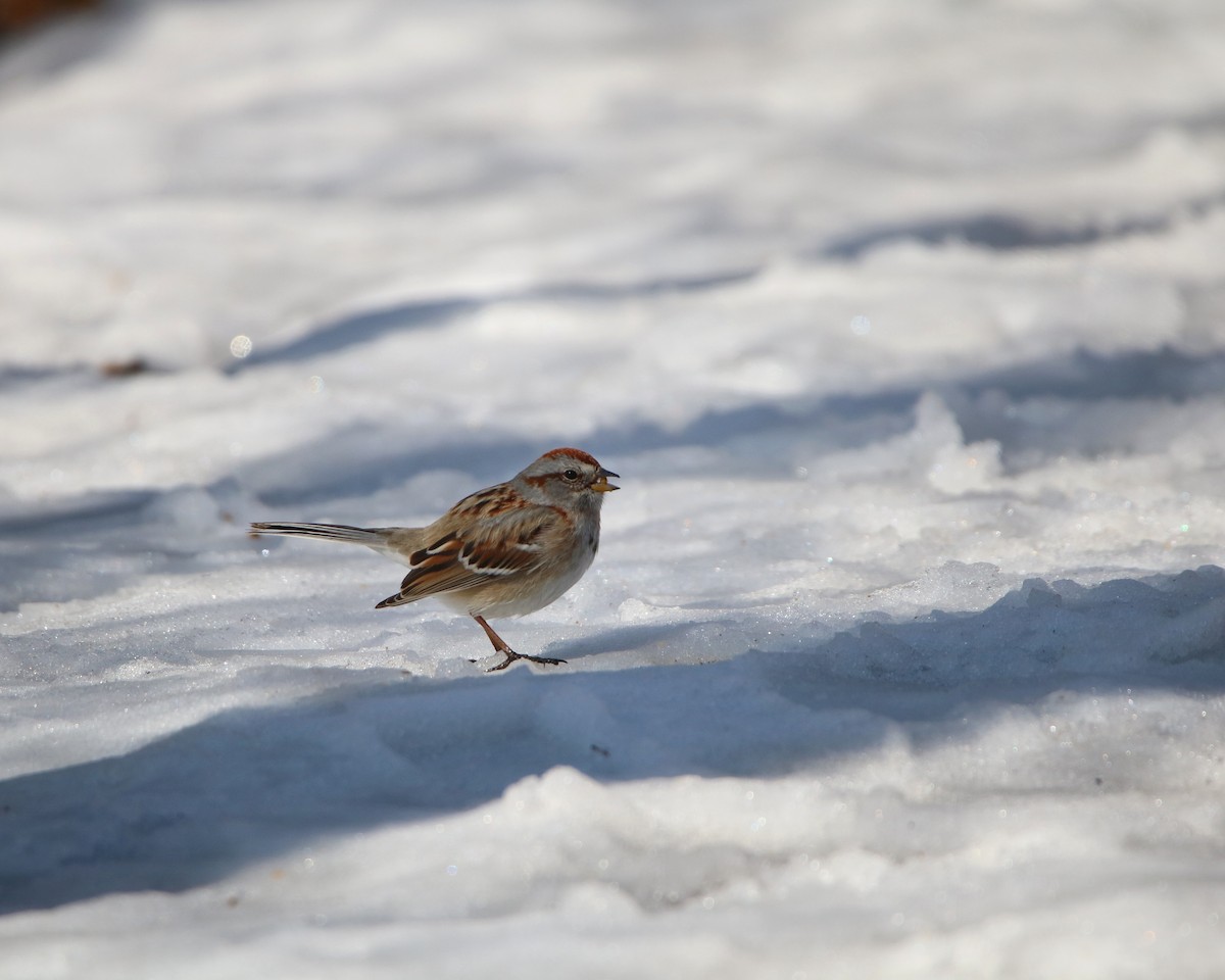American Tree Sparrow - ML218850001