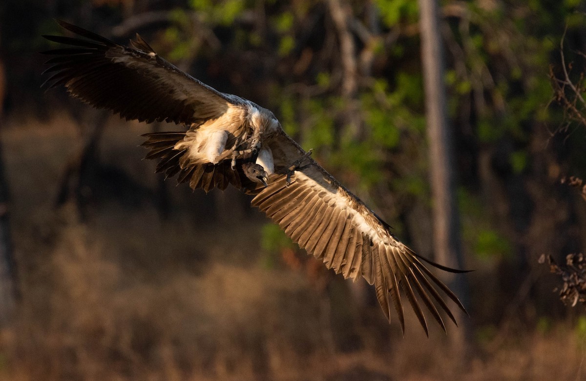 Slender-billed Vulture - ML218850891