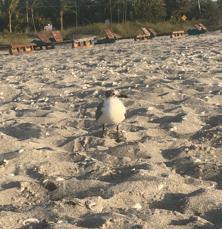 Laughing Gull - ML218851801