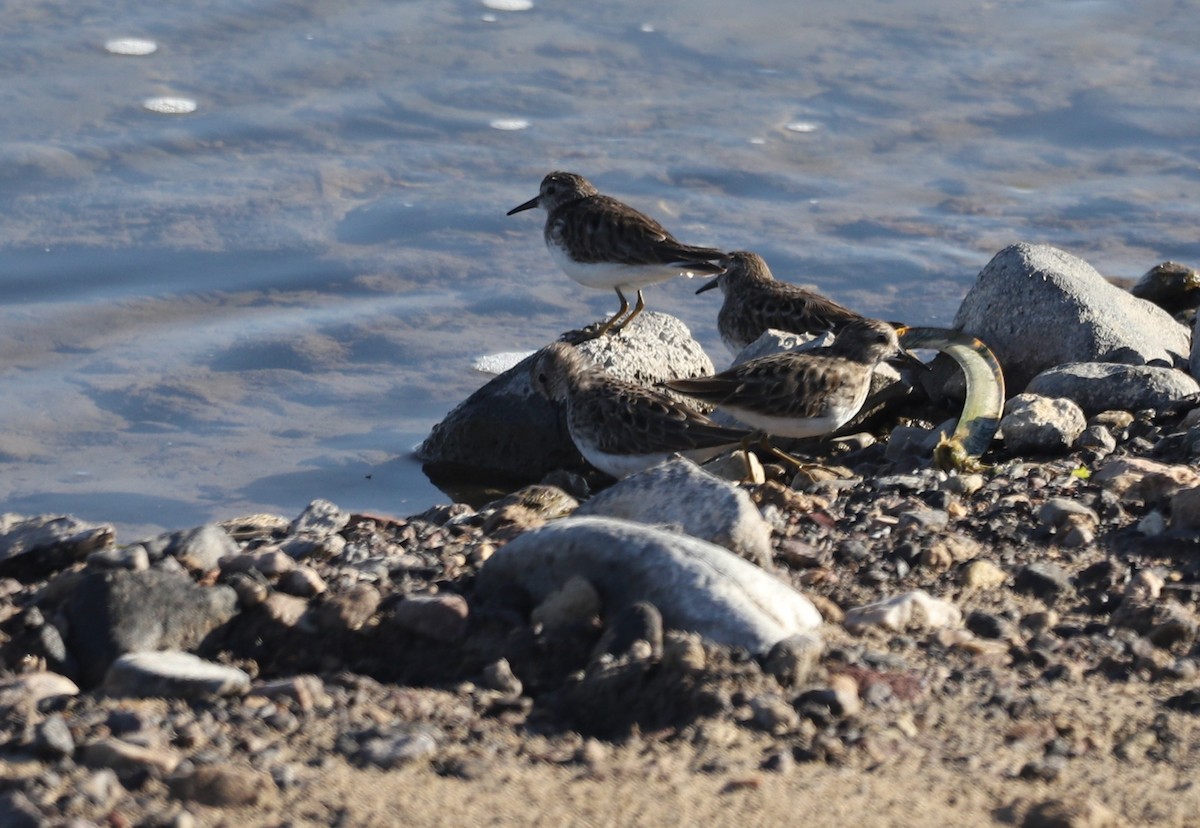 Least Sandpiper - Shorty Veliz