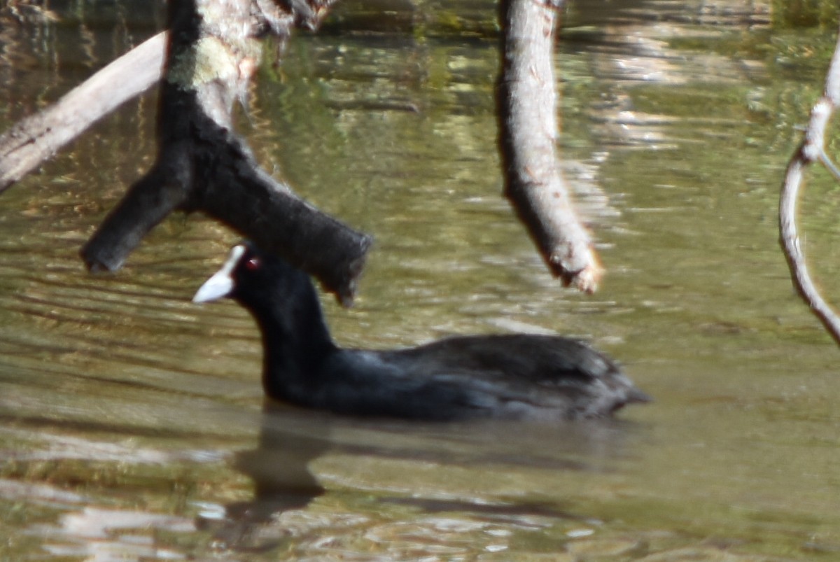 Eurasian Coot - hemraj duraiswami