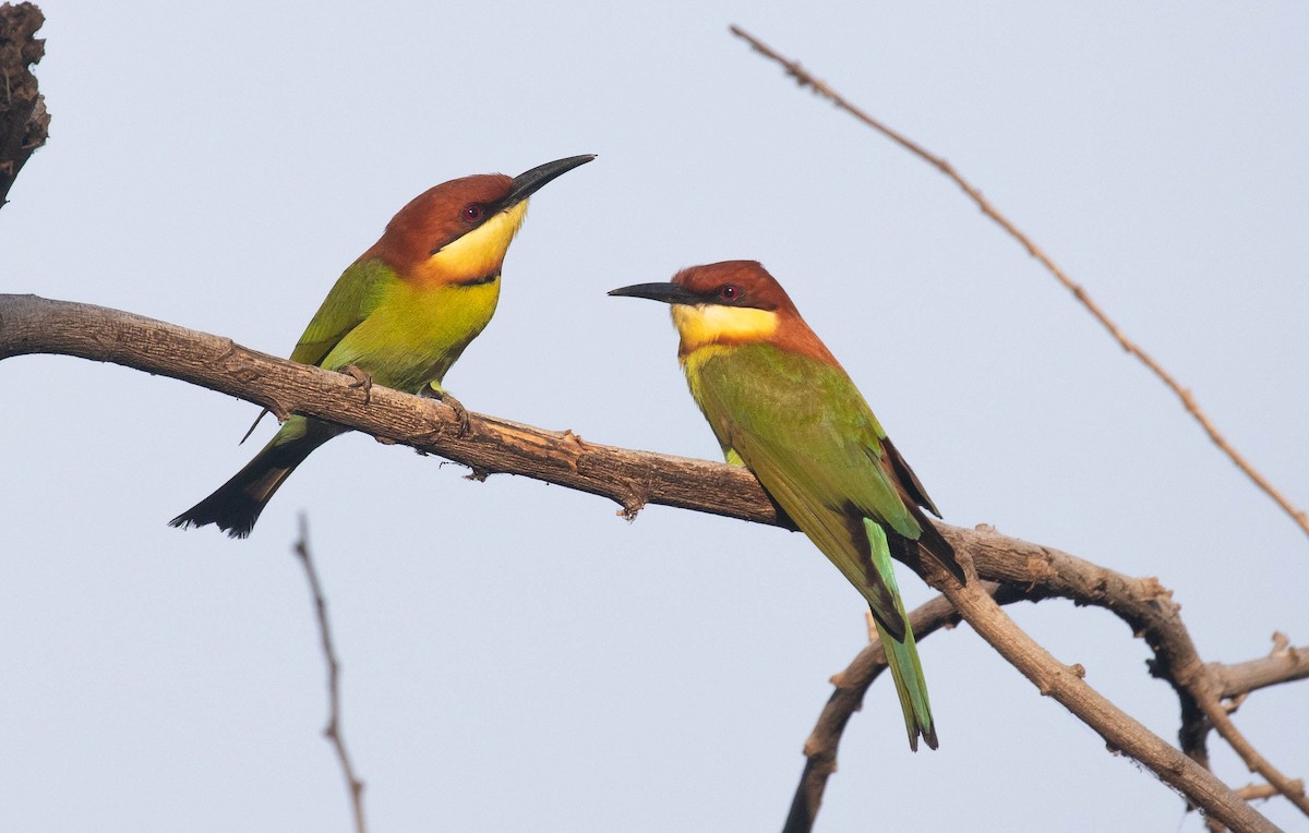 Chestnut-headed Bee-eater - ML218855991