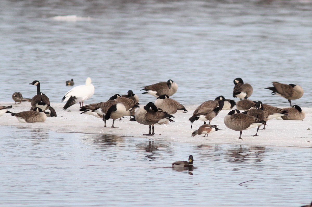 American Wigeon - ML218856071