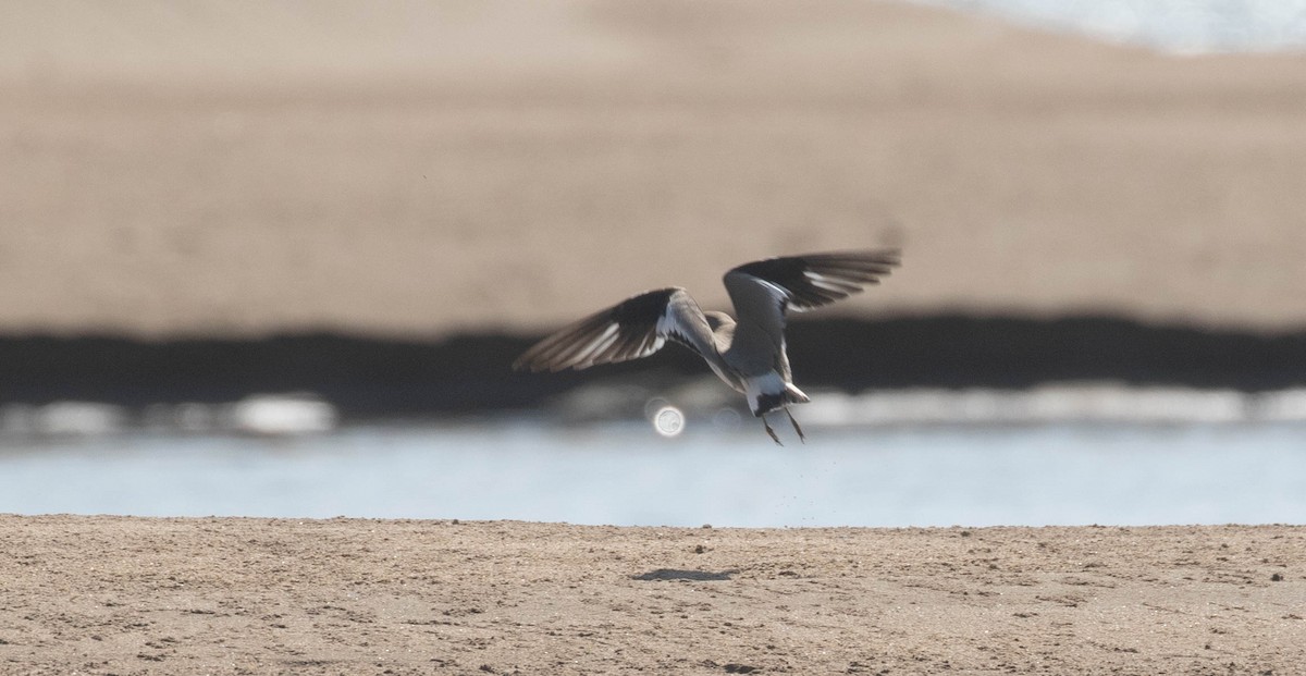 Small Pratincole - ML218856581