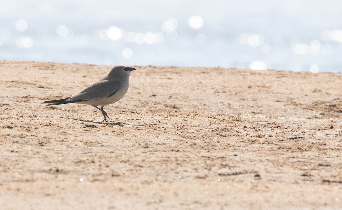 Small Pratincole - ML218856671