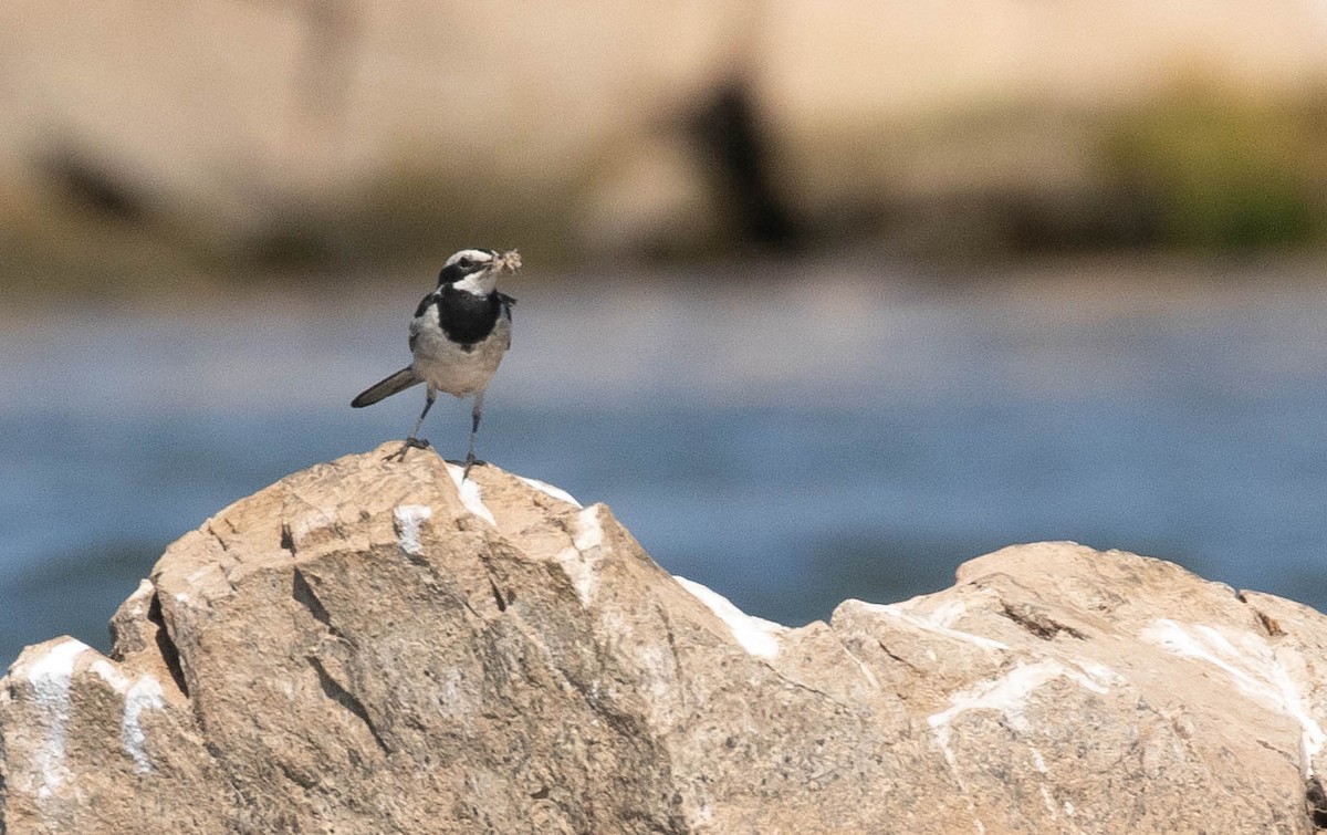 Mekong Wagtail - ML218856771