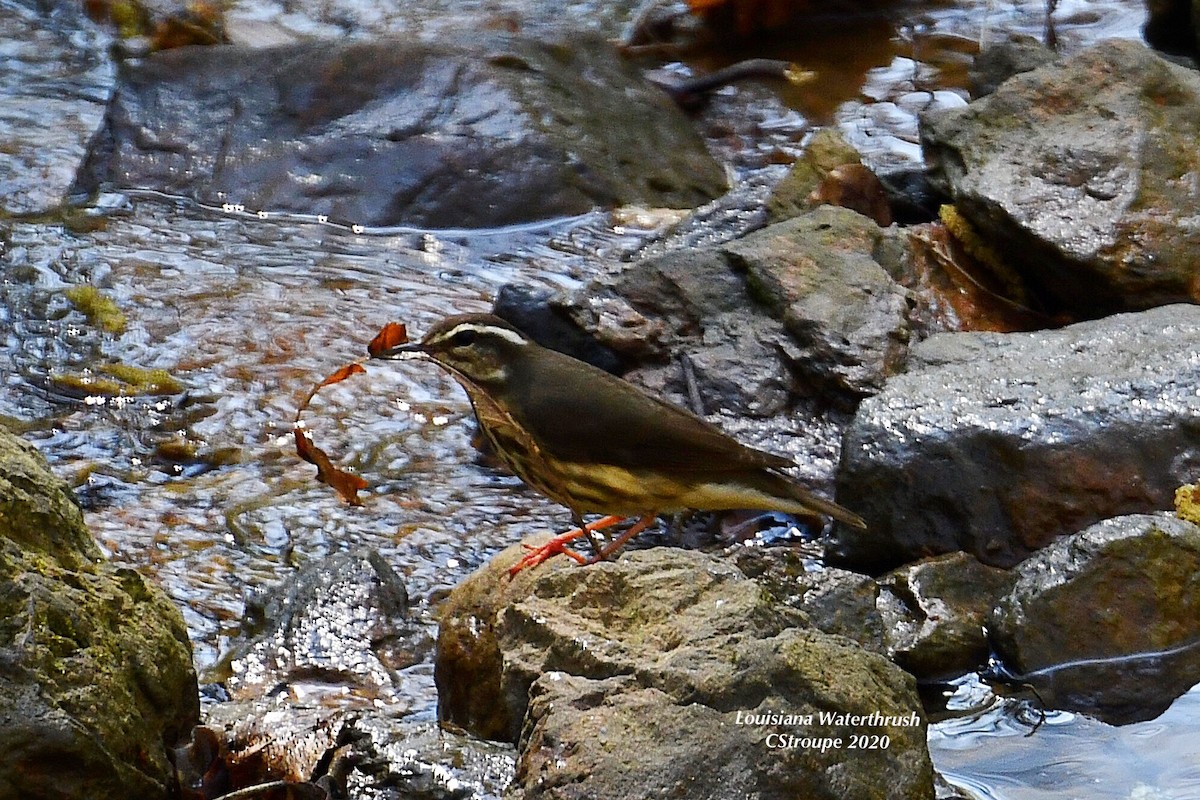 Louisiana Waterthrush - ML218859781