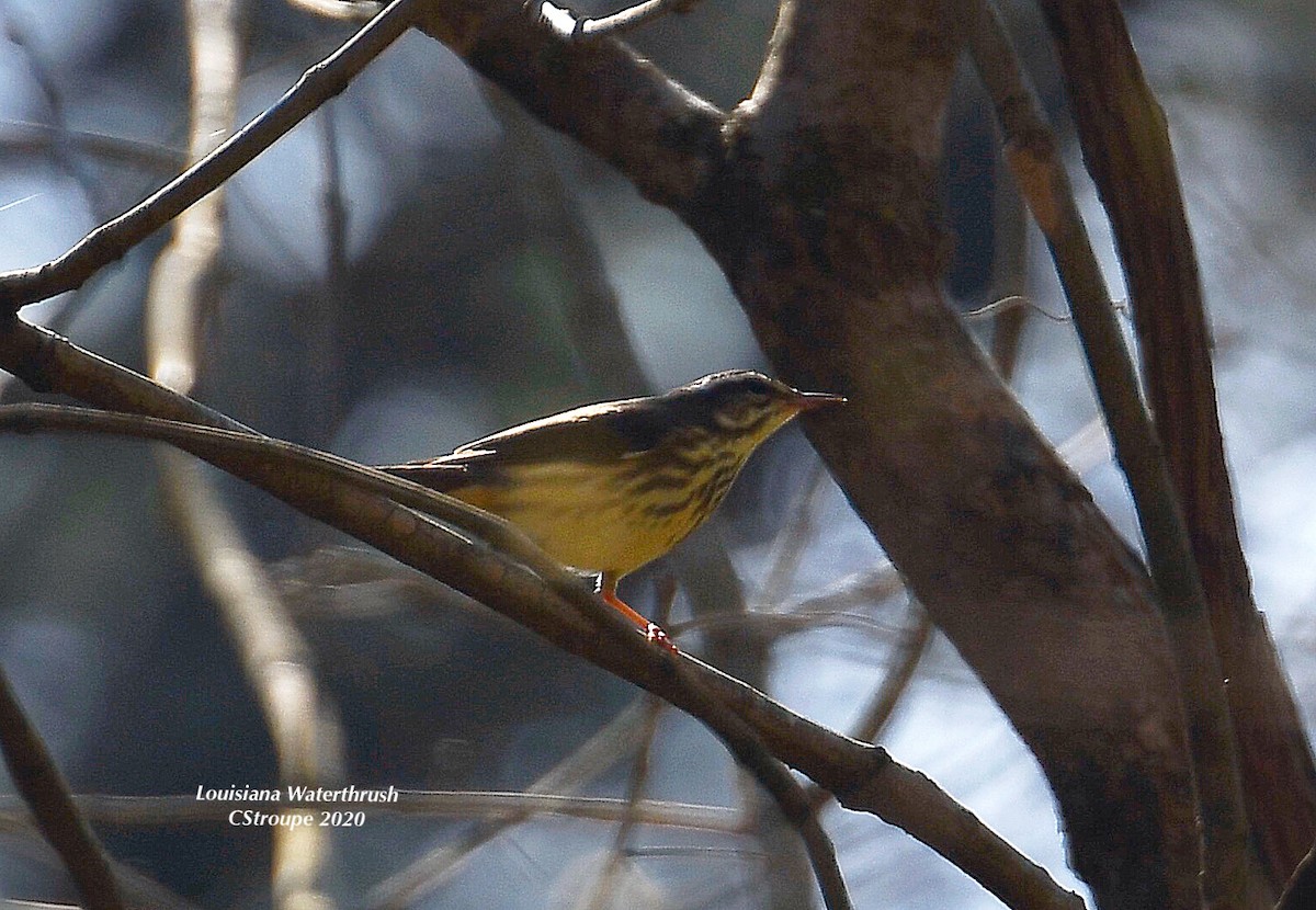Louisiana Waterthrush - ML218859791