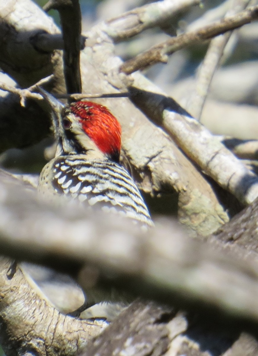 Ladder-backed Woodpecker - Eric Haskell