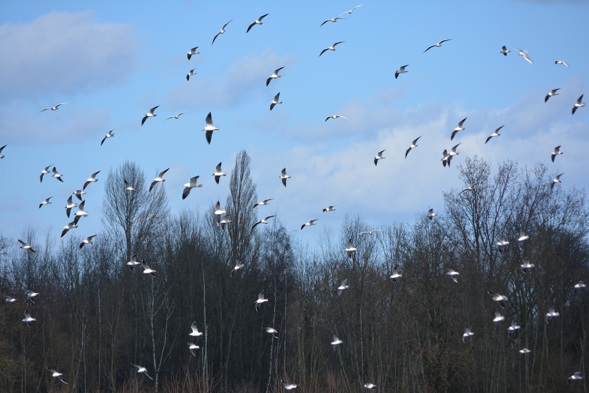 Black-headed Gull - ML218863061