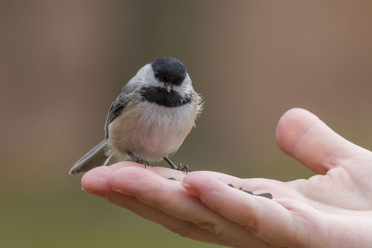 Black-capped Chickadee - Brian Bailey