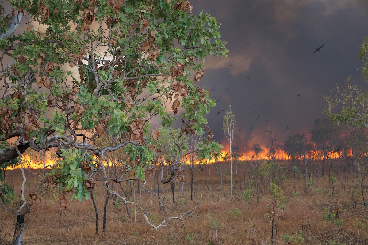 Black Kite - ML218864701