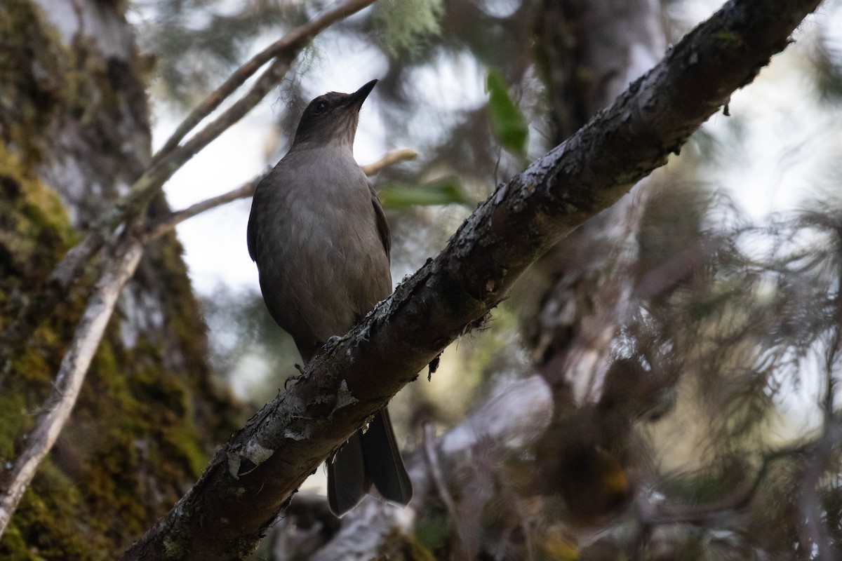 Mountain Thrush - Alex Lamoreaux