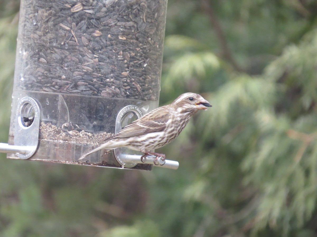 Purple Finch - ML218868461