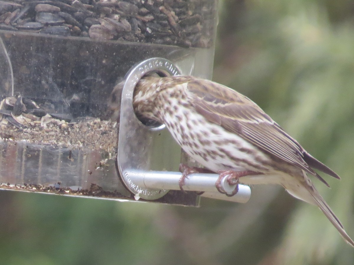 Purple Finch - ML218868551